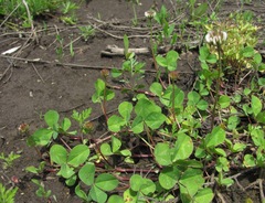 Trifolium repens