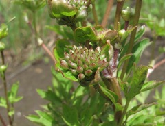 Ranunculus repens