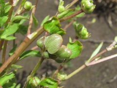 Ranunculus repens