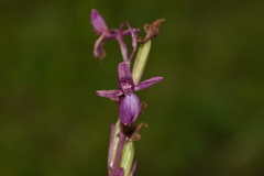 Anacamptis