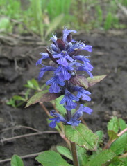 Ajuga reptans