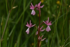 Anacamptis
