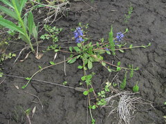 Ajuga reptans