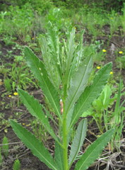 Cirsium arvense