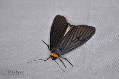 Macrobrochis staudingeri