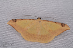 Luxiaria phyllosaria