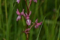 Anacamptis