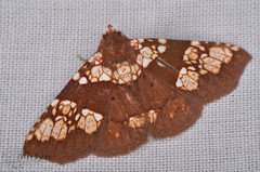 Saroba pustulifera