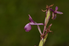 Anacamptis