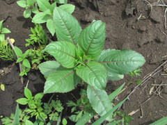 Impatiens glandulifera