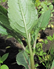 Impatiens glandulifera