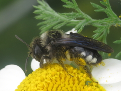 Andrena albopunctata