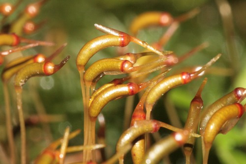 Vingialapė kemsa nuotrauka