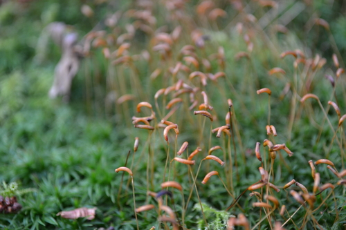 Vingialapė kemsa nuotrauka
