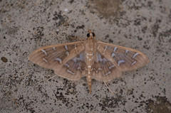 Nausinoe