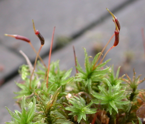 Vingialapė kemsa nuotrauka