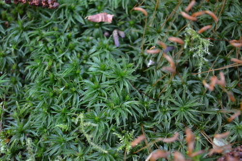 Vingialapė kemsa nuotrauka