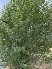 Populus nigra