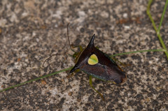 Sastragala javanensis