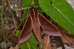 Theretra pallicosta