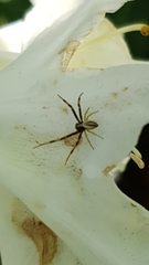 Misumena vatia