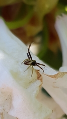 Misumena vatia