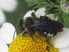 Andrena albopunctata