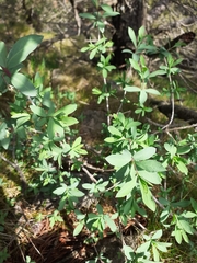 Lonicera pyrenaica