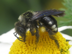 Andrena albopunctata