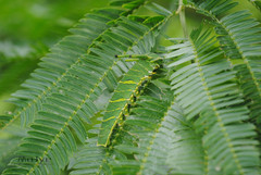 Polyura athamas