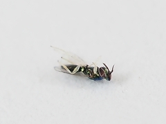 Chrysocharis