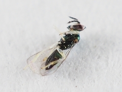 Chrysocharis
