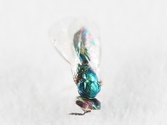 Chrysocharis