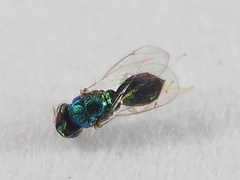 Chrysocharis
