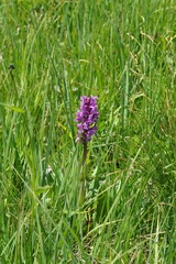 Dactylorhiza incarnata
