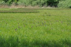 Dactylorhiza incarnata