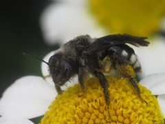Andrena albopunctata