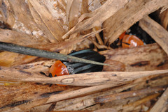Necrophila brunnicollis