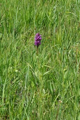 Dactylorhiza incarnata