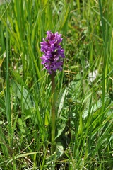 Dactylorhiza incarnata