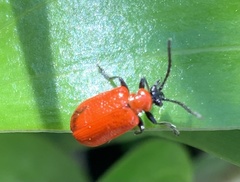 Lilioceris lilii