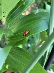 Lilioceris lilii