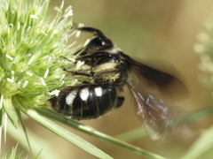 Andrena albopunctata