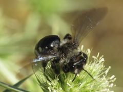 Andrena albopunctata