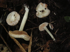 Entoloma peralbidum