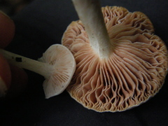 Entoloma peralbidum
