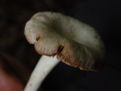 Entoloma peralbidum