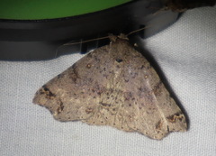 Lithilaria proestans