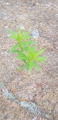 Chamaenerion angustifolium