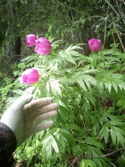 Paeonia anomala